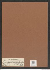 Pseudauliscus elaboratus (Ralfs.) Rattr. (de-Toni-Nr.: Genus 172, Species 4422) Zeichnungen Sammlung Grunow Mappe 04357 (Herbarium_W_Grunow_drawings_Folder_04357)